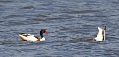 Shelduck