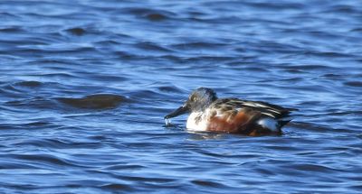 Shoveler