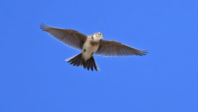 Skylark