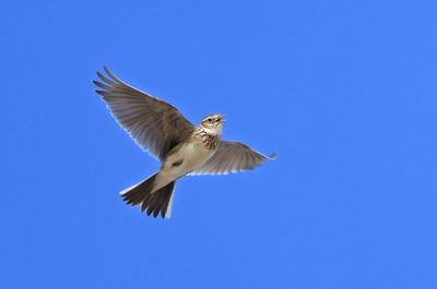 Skylark