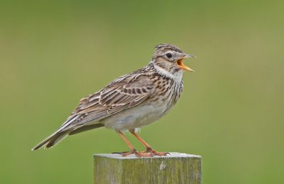 Skylark