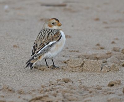 Snow Bunting