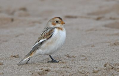 Snow Bunting
