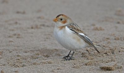 Snow Bunting