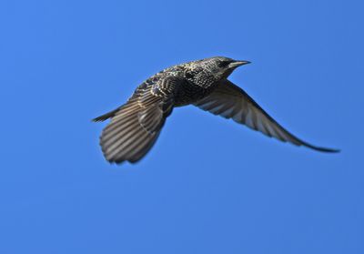 Starling