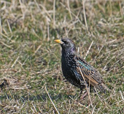 Starling