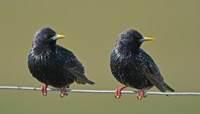 Starling
