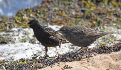 Starling
