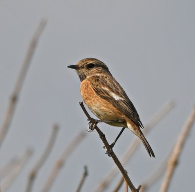 Stonechat