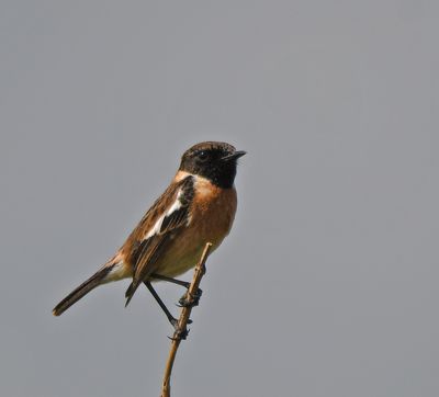 Stonechat