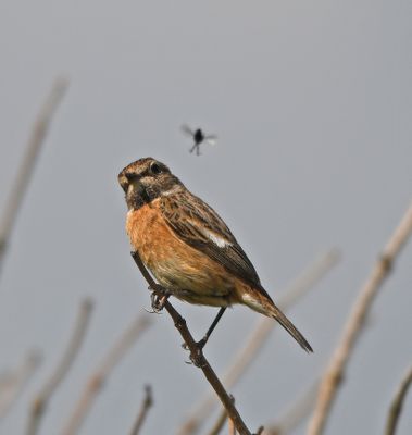 Stonechat