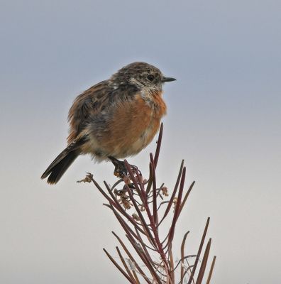 Stonechat