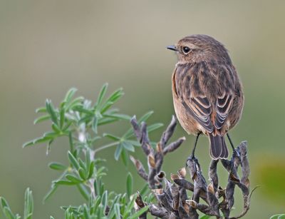 Stonechat