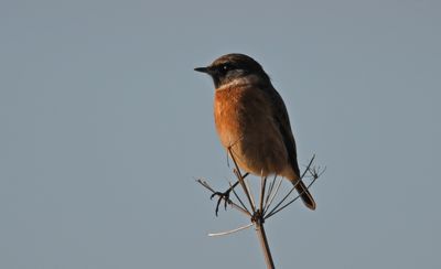 Stonechat