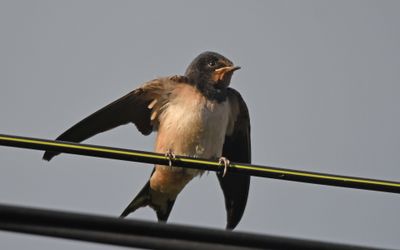 Swallow