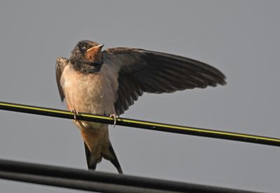 Swallow