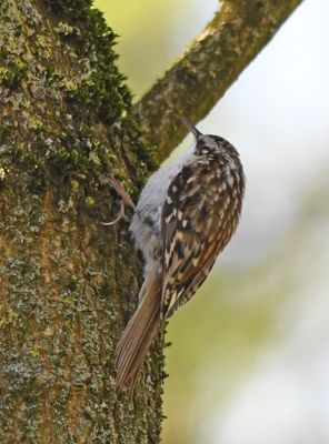 Treecreeper