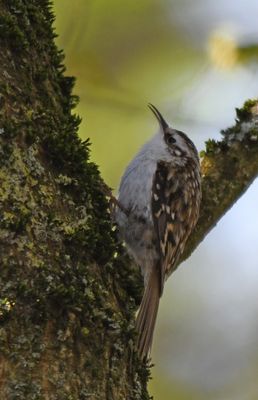 Treecreeper