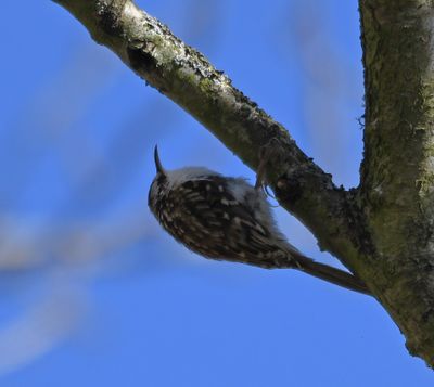 Treecreeper