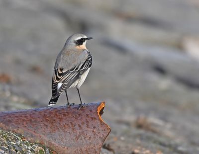 Wheatear