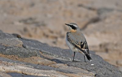 Wheatear