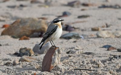 Wheatear
