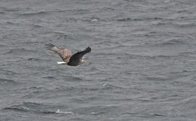 White-tailed Eagle