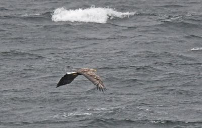 White-tailed Eagle