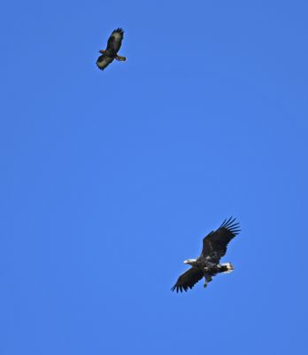 White-tailed Eagle