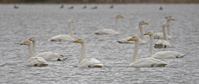 Whooper Swans