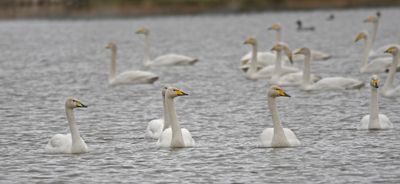 Whooper Swans