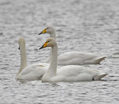Whooper Swans