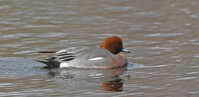 Wigeon