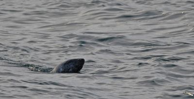 Grey Seal