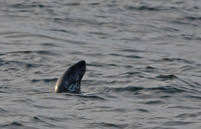 Grey Seal