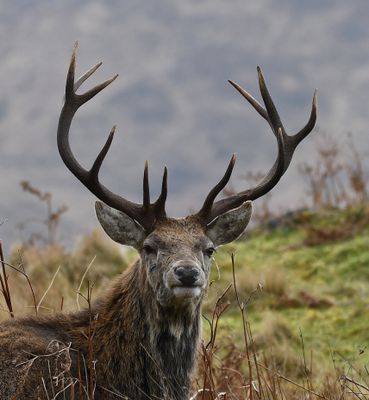 Red Deer