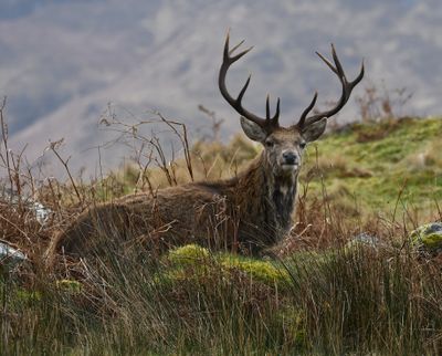 Red Deer