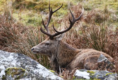 Red Deer