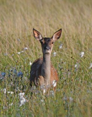 Red Deer