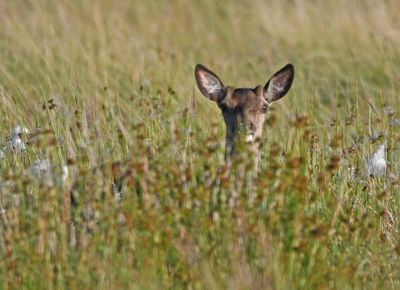 Red Deer