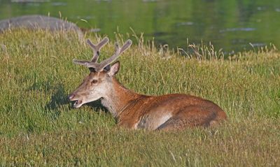 Red Deer