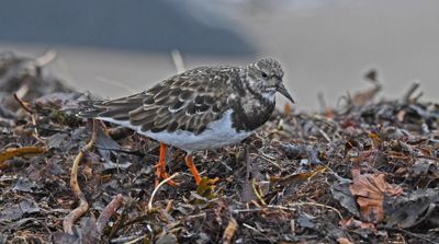 Turnstone