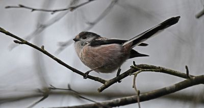 Long-tailed Tit