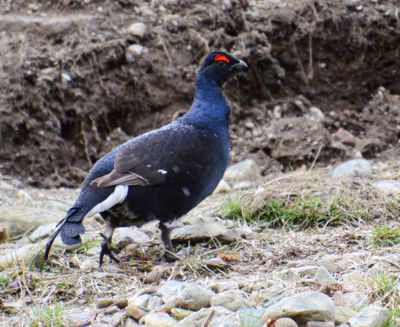Black Grouse