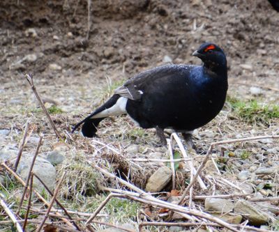 Black Grouse