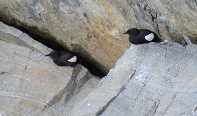 Black Guillemot
