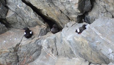 Black Guillemot