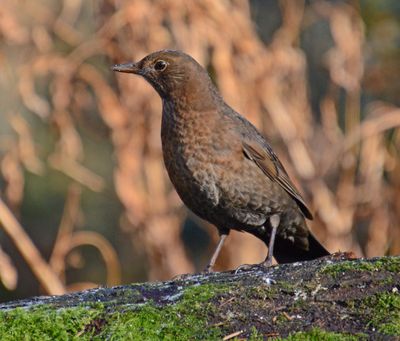 Blackbird