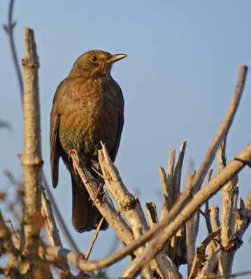 Blackbird