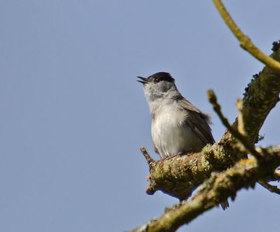 Blackcap